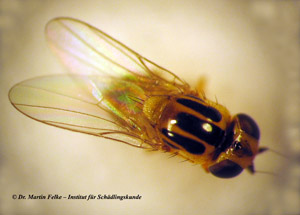 Abbildung 2: Halmfliegen (Thaumatomyia notata) können als ungebetene Überwinterungsgäste Probleme bereiten