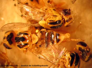 Abbildung 3: Die Halmfliege (Thaumatomyia notata) ist eine einheimische Fliegenart