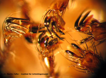 Abbildung 3: Auffällig sind die kräftigen Krallen der Mauerseglerlausfliege (Crataerina pallida)	