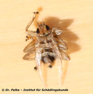 Abbildung 4: Die Schwalbenlausfliege (Stenepteryx hirundinis) ist wie die Mauerseglerlausfliege (Crataerina pallida) ein blutsaugender Ektoparasit	