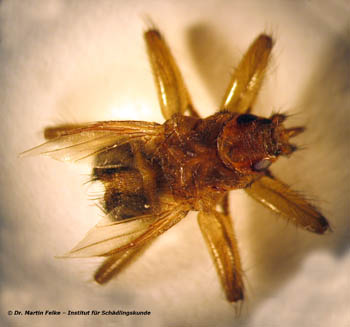 Abbildung 2: Mauerseglerlausfliegen (Crataerina pallida) gehören in die Ordnung der Zweiflügler (Diptera)	