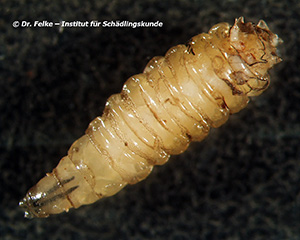 Abb. 2: Larve der Schmeißfliege (Calliphora vicina)