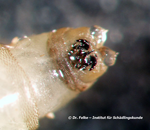 Abb. 4: Mundhaken einer Schmeißfliegenlarve (Calliphora vicina)