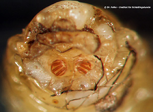 Abb. 3: Die drei Atemschlitze der Stigmen sind bei Larven der Schmeißfliege (Calliphora vicina) fast parallel angeordnet