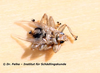 Abb. 1: Schwalbenlausfliegen (Stenepteryx hirundinis) erreichen eine Körperlänge von rund einem halben Zentimeter