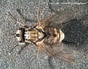 Abb. 1: Der Wadenstecher (Stomoxys calcitrans) weist auf dem hellgrau gefärbten Thorax vier dunkle Längsstreifen auf