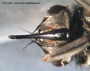 Abb. 2: Mit dem nach vorne gerichteten Stechr&uuml;ssel saugen Wadenstecher (Stomoxys calcitrans) bei Mensch und Vieh Blut