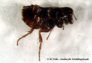 Abbildung 2: Der Hühnerfloh (Ceratophyllus gallinae) ist ein recht häufiger Hygieneschädling