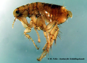 Abbildung 3: Der Igelfloh (Archaeopsylla erinacei) ist wie der Hundefloh (Ctenocephalides canis) ein Hygieneschädling