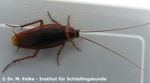 Abbildung 3: Die Amerikanische Schabe (Periplaneta americana) hat ähnlich lange Antennen wie das Heimchen (Acheta domestica)