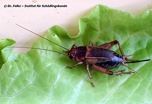 Abbildung 2: Weibliche Heimchen (Acheta domestica) sind gut an der ralativ langen Legeröhre zu erkennen