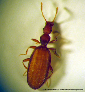 Abbildung 1: Adistemia watsoni gehört in die Familie der Moderkäfer (Latridiidae)