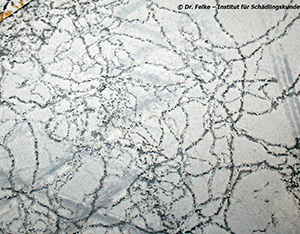 Abbildung 3: Typische Spuren des Amerikanischen Reismehlkäfers (Tribolium confusum) in Mehl
