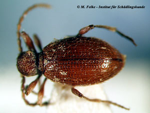 Abbildung 2: Der Gelbbraune Diebkäfer (Ptinus clavipes) gehört in dieselbe Gattung wie der Australische Diebkäfer (Ptinus tectus)