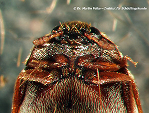 Abbildung 2: Die Antennen enden beim Australischen Teppichkäfer (Anthrenocerus australis) in einer dreigliedrigen Fühlerkeule