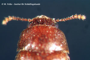 Abbildung 2: Die letzten drei Antennensegmente sind beim Behaarten Baumschwammk&auml;fer (Typhaea stercorea) vergr&ouml;&szlig;ert und bilden eine deutlich abgesetzte F&uuml;hlerkeule