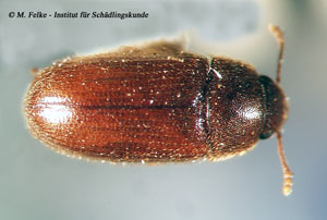 Abbildung 1: Der Behaarte Baumschwammkäfer (Typhaea stercorea) erreicht lediglich eine Körperlänge von 3 mm