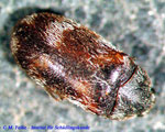 Abbildung 2: Der Berlinkäfer (Trogoderma angustum) gehört in die Familie der Speckkäfer (Dermestidae)