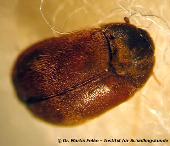 Abb. 1: Attagenus smirnovi wird im angelsächsischen Sprachraum Vodka beetle genannt