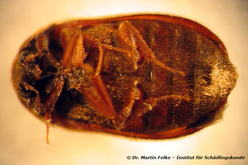 Abb. 3: Die Bauchseite ist beim Vodka beetle braun gefärbt