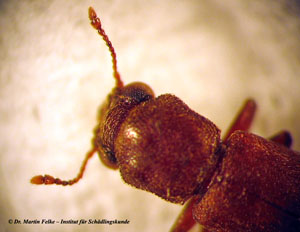 Abbildung 2: Die Antennen des Braunen Splintholzk&auml;fers (Lyctus brunneus) enden mit einer zweigliedrigen F&uuml;hlerkeule
