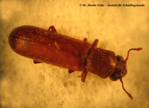 Abbildung 1: Der Braune Splintholzk&auml;fer (Lyctus brunneus) stammt urspr&uuml;nglich aus den Tropen