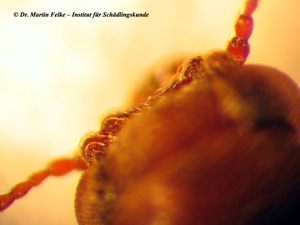 Abb. 3: Der Kopf des powderpost beetle (Lyctus brunneus) zeigt 2 typische Erhebungen vor den Antennen	