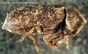 Abbildung 3: Der Gescheckte Nagekäfer (Xestobium rufovillosum) ist ähnlich gefärbt wie der Bunte Eschenbastkäfer (Leperisinus varius)