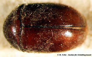 Abbildung 3: Die Larven des Buntkäfers Thaneroclerus buqueti ernähren sich räuberisch von den Larven des Tabakkäfers (Lasioderma serricorne)