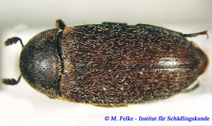 Abbildung 1: Der Dornspeckkäfer (Dermestes maculatus) bereitet ähnliche Probleme wie der Gemeine Speckkäfer
