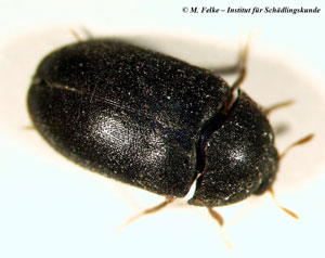 Dunkler Pelzk&auml;fer (Attagenus unicolor)