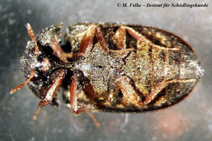 Dunkler Pelzk&auml;fer (Attagenus unicolor)