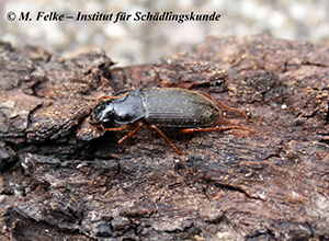 Abbildung 4: Der Behaarte Erdbeersamenlaufkäfer (Pseudoophonus rufipes) gilt ebenso wie der Erdbeerwurzelrüsselkäfer (Otiorhynchus ovatus) als Schädling an Erdbeerpflanzen