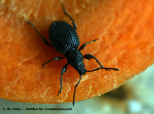 Abbildung 1: Der Erdbeerwurzelrüsselkäfer (Otiorhynchus ovatus)gehört ebenso wie der Gefurchte Dickmaulrüssler (Otiorhynchus sulcatus) in die Familie der Rüsselkäfer