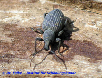 Abb. 4: Der Gefurchte Dickmaulrüssler (Otiorhynchus sulcatus) ist nah mit dem Erdbeerwurzelrüssler (Otiorhynchus ovatus) verwandt