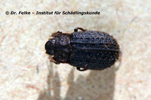 Abbildung 1: Trox scaber gehört in die Familie der Erdkäfer (Trogidae), die im englischen als hide beetles bezeichnet werden