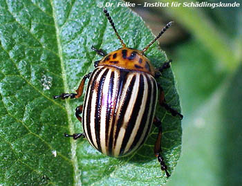 Abbildung 4: Der Kartoffelkäfer (Leptinotarsa decemlineata) gehört wie der Gefleckte Weidenblattkäfer (Chrysomela vigintipunctata) in die Familie der Blattkäfer (Chrysomelidae)