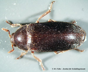 Abbildung 3: Der Zweifarbig behaarte Speckkäfer (Dermestes haemorrhoidalis) tritt in Deutschland wie der Dermestes lardarius (Gemeiner Speckkäfer) häufig als Vorratsschädling und Materialschädling auf