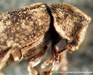 Abbildung 4: Kopfansicht des Gescheckten Nagekäfers (Xestobium rufovillosum)