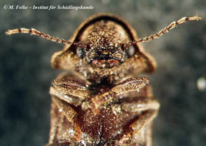 Abbildung 3: Die Antennen des Gescheckten Nagekäfers (Xestobium rufovillosum) enden mit einer dreigliedrigen Fühlerkeule