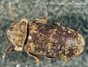 Abbildung 1: Der Gescheckte Nagekäfer (Xestobium rufovillosum) befällt vor allem Holz, das bereits durch einen Pilzbefall vorgeschädigt ist