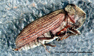 Abbildung 6: Genau wie beim Gescheckten Nagekäfer (Xestobium rufovillosum) ist auch beim Gewöhnlichen Nagekäfer (Anobium punctatum) der Kopf unter dem Halsschild verborgen
