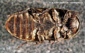 Abbildung 2: Gestreifter Speckk&auml;fer (Dermestes bicolor) - Ventralansicht