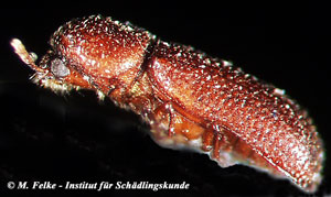 Abbildung 2: Die Fl&uuml;geldecken des Getreidekapuziners (Rhizopertha dominica) sind mit dichten L&auml;ngsreihen von eingesenkten groben Punkten versehen