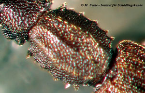 Abbildung 2: Das Halsschild des Getreideplattkäfers (Oryzaephilus surinamensis) weist auf beiden Seiten jeweils sechs vorspringende, etwa gleich große und spitze Zähnchen auf