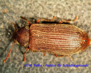 Abbildung 1: Die Flügeldecken des Holzwurms (Anobium punctatum) weisen grobe Punktreihen auf	