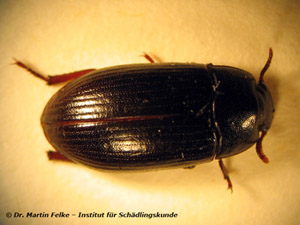 Abbildung 3: Glänzendschwarze Getreideschimmelkäfer (Alphitobius diaperinus) treten oft in Getreidemühlen auf