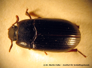 Abbildung 4: Glänzendschwarze Getreideschimmelkäfer (Alphitobius diaperinus) werden rund einen halben Zentimeter lang