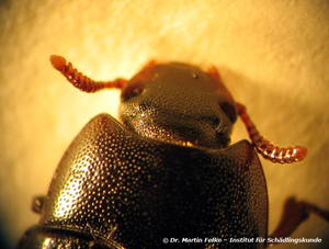 Abbildung 5: Kopfansicht des Glänzendschwarzen Getreideschimmelkäfers (Alphitobius diaperinus)