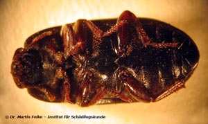 Abbildung 6: Ventralansicht des Glänzendschwarzen Getreideschimmelkäfers (Alphitobius diaperinus)